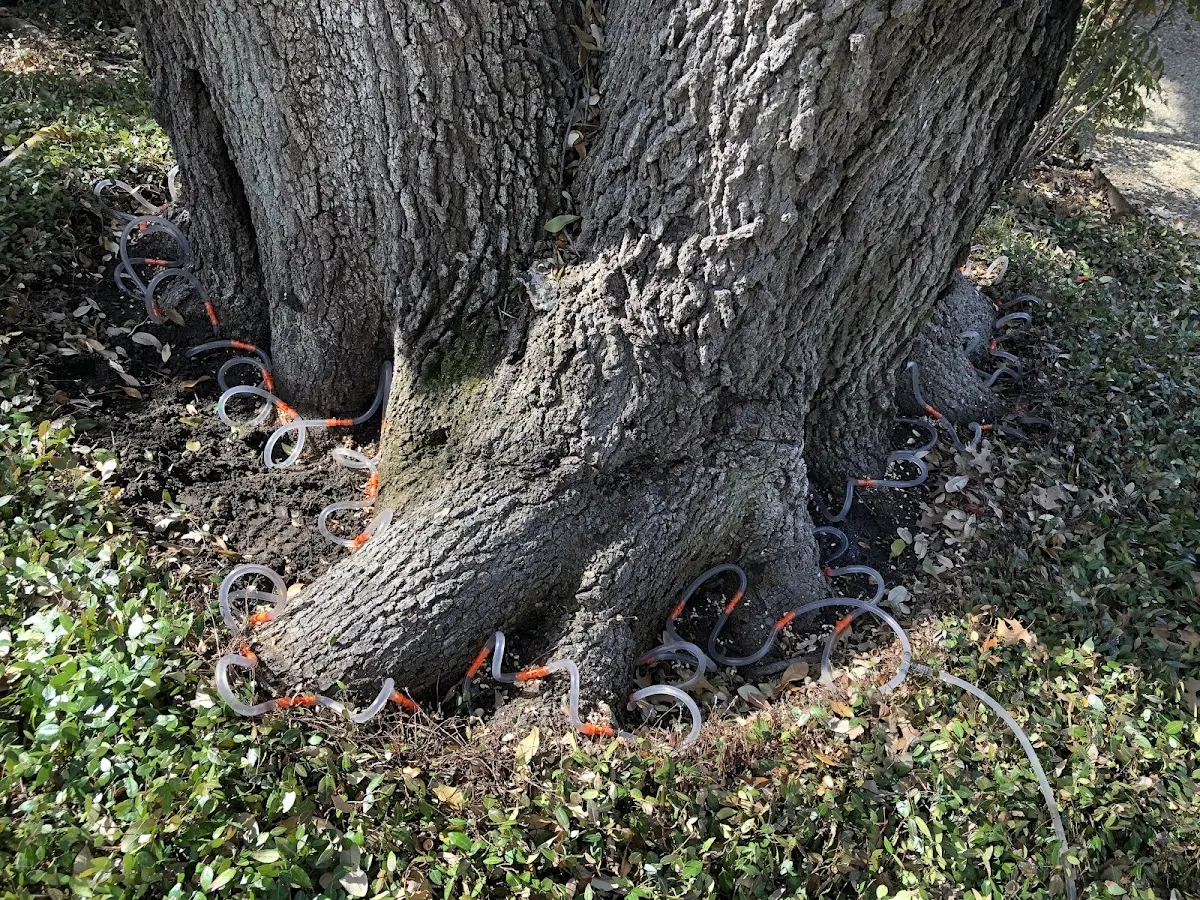 Detailed Tree Cabling and Bracing job site in Stony Creek